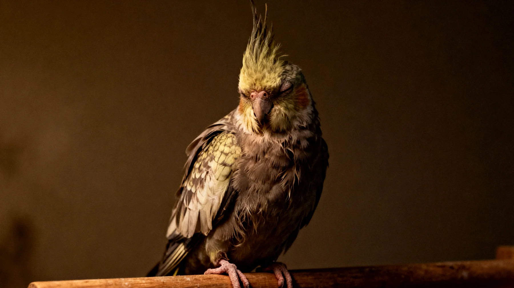 Ältere Nymphensittiche leiden häufig unter chronischem Stress durch altersbedingte Veränderungen wie nachlassende Sinneswahrnehmung, Arthritis in den Füßen und soziale Isolation, was zu Federpicken, Appetitlosigkeit und verminderter Lebensqualität führt"